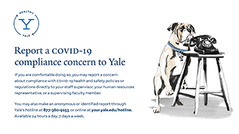 Report a COVID-19 compliance concern to Yale poster